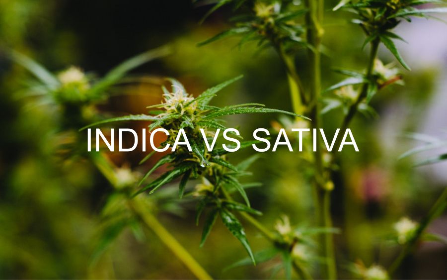 Indica vs Sativa. What’s the Difference?