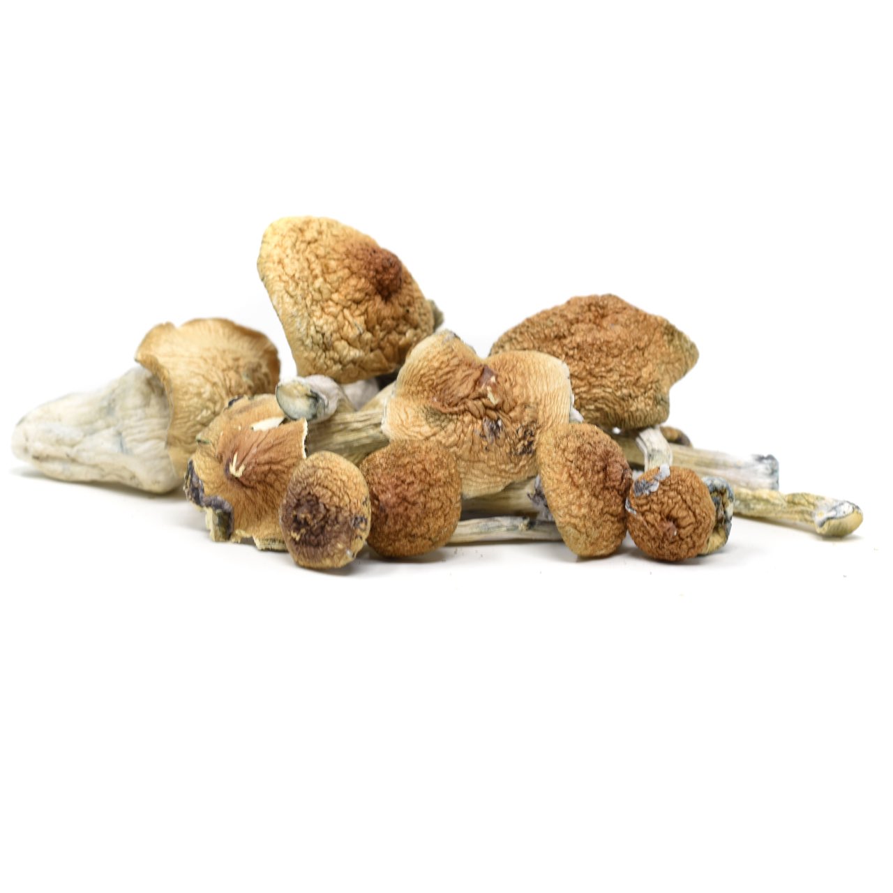 Magic Mushrooms – Golden Teacher - Top Shelf Express