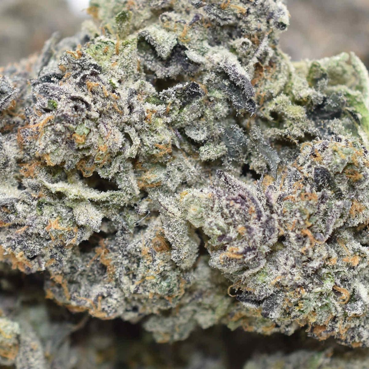 Frosted Gelato - Image 2