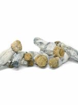 blue-goba-large-pile-2