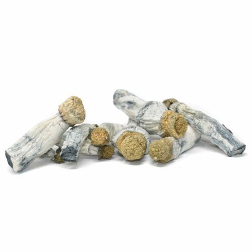 magic mushrooms blue goba