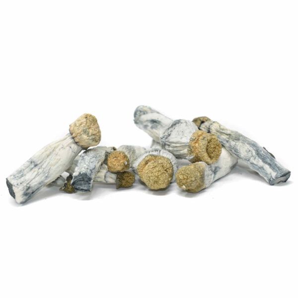 magic mushrooms blue goba