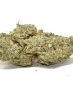 blue-hawaiian-0425