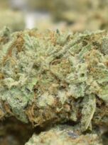 blue-hawaiian-bag-macro1