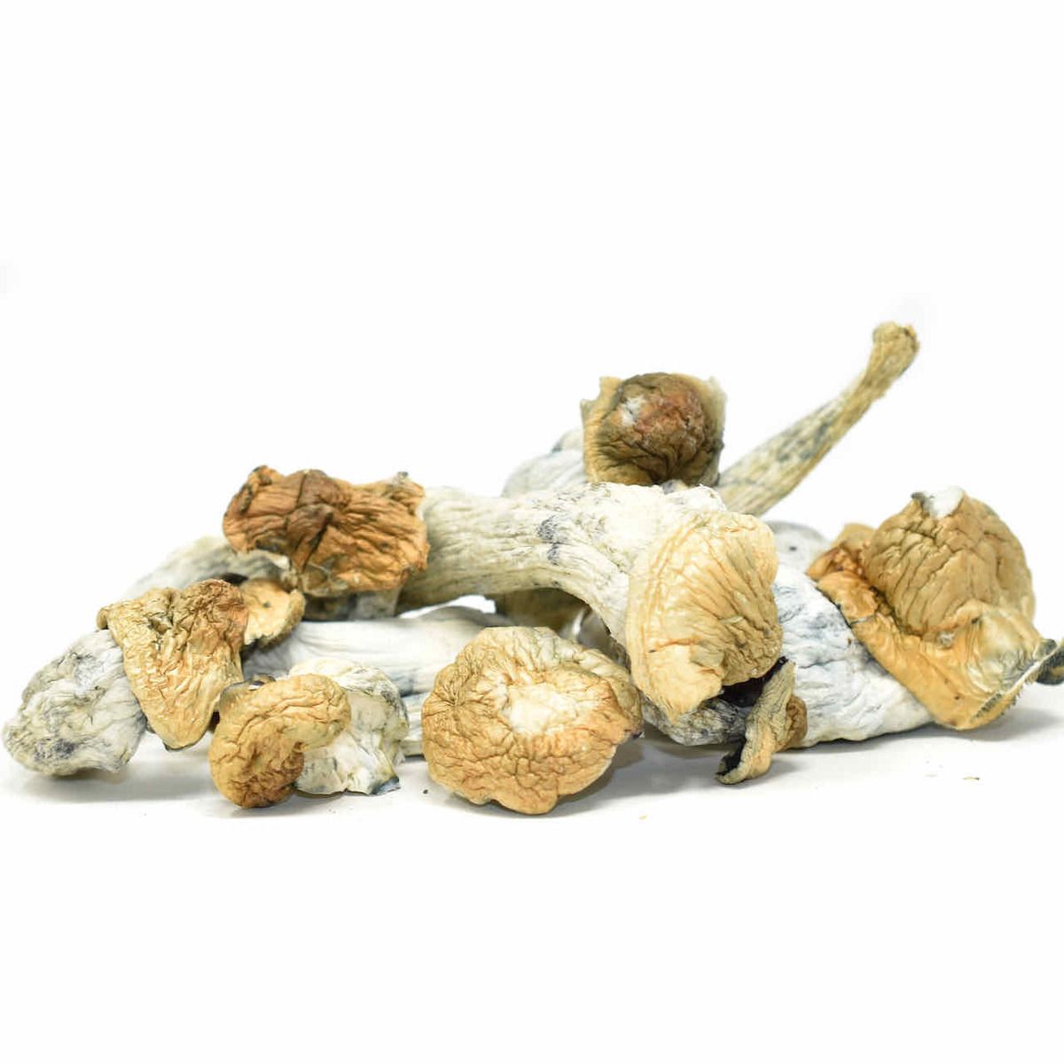 topshelf top shelf express topshelfexpress shrooms psychidelics mushrooms psilocybin jedi mind