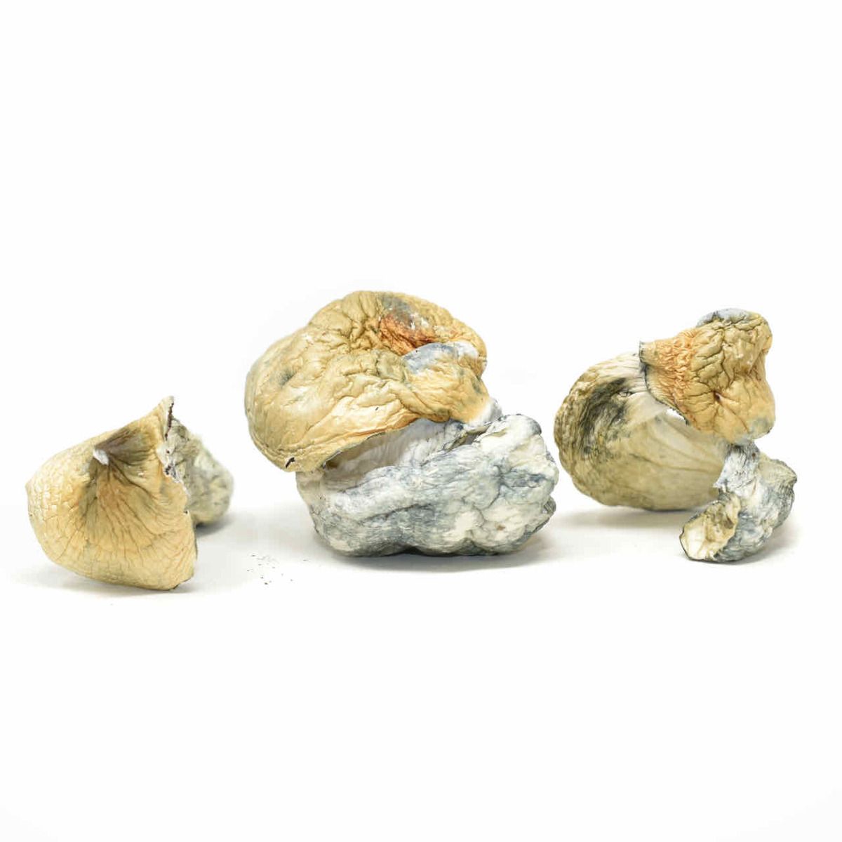topshelf top shelf express topshelfexpress shrooms psychidelics mushrooms psilocybin jedi mind