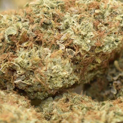 marijuana topshelf cannabis weed canadian cbd indica sativa hybrid top shelf express sour tang macro