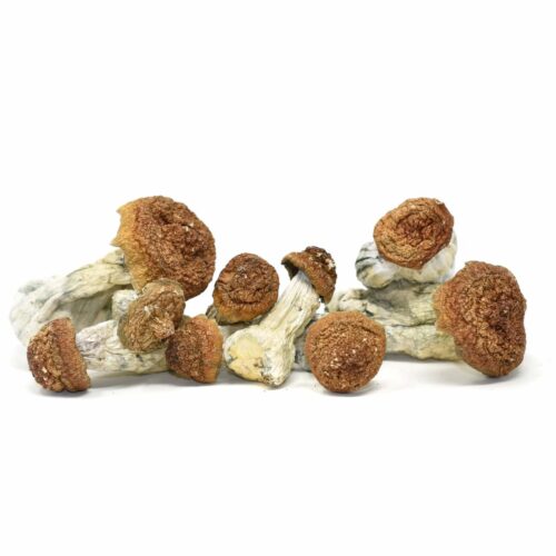 Magic Mushrooms – Tidal Wave