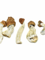 trinity-shrooms