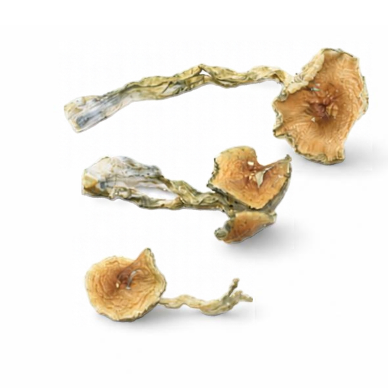 Magic Mushrooms – Golden Teacher - Image 2