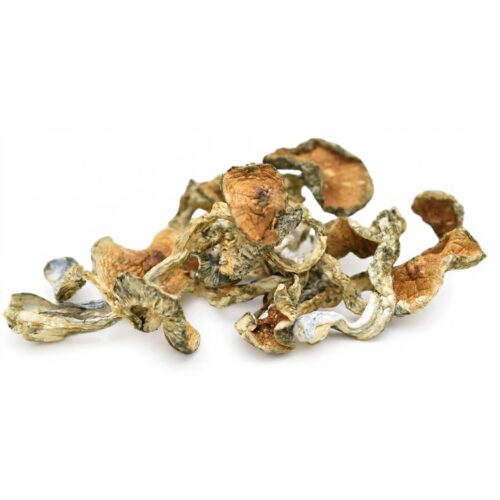 Magic Mushrooms – Golden Teacher