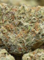 blue-coma-macro-0325