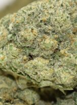 galactic-runtz-macro-0325