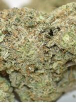 ghost-pebbles-95-macro-0325