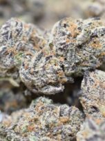 gf-macro1-0425