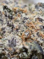 gf-macro1-0425-2