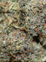 icc-macro1-0425