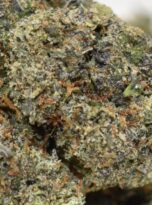 icc-macro1-0425-2