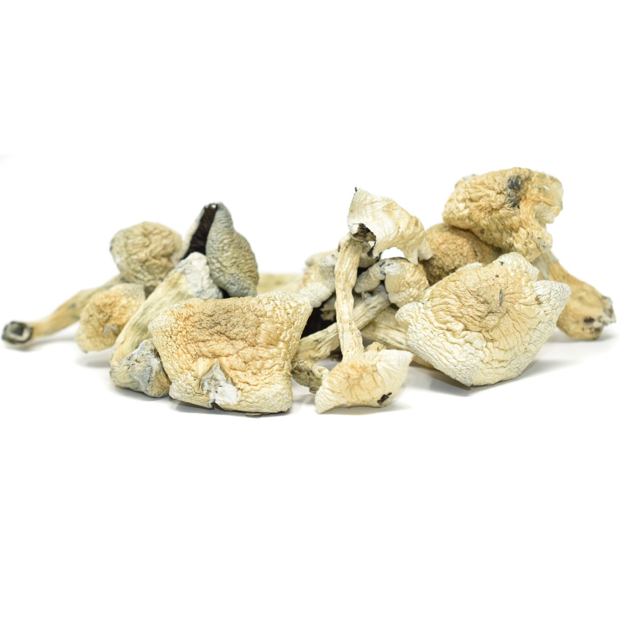 Magic Mushrooms – Albino Treasure Coast
