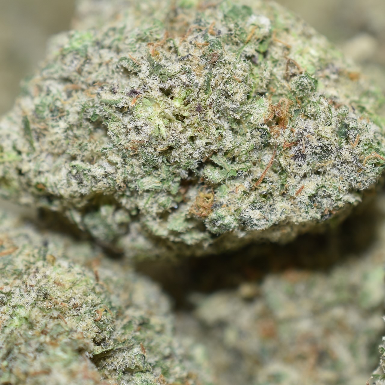 Jungle Cake - Image 4