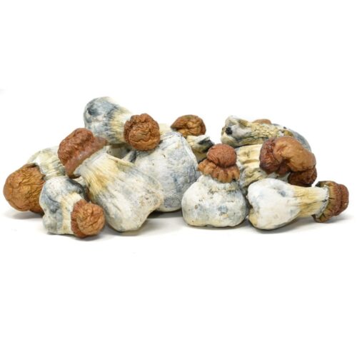 Magic Mushrooms – Texas Yellow Caps