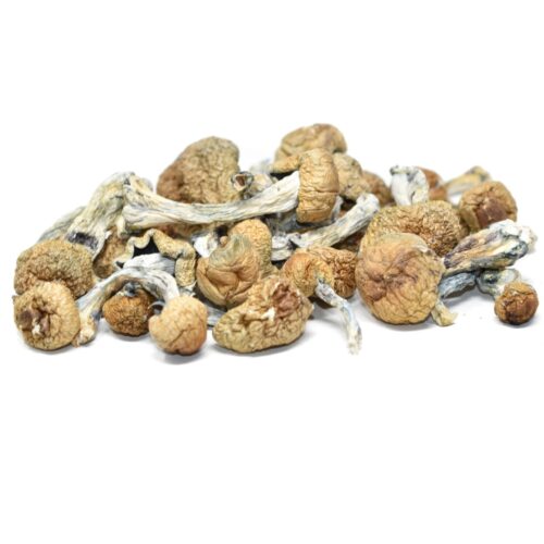 Blue Meanie Magic Mushrooms