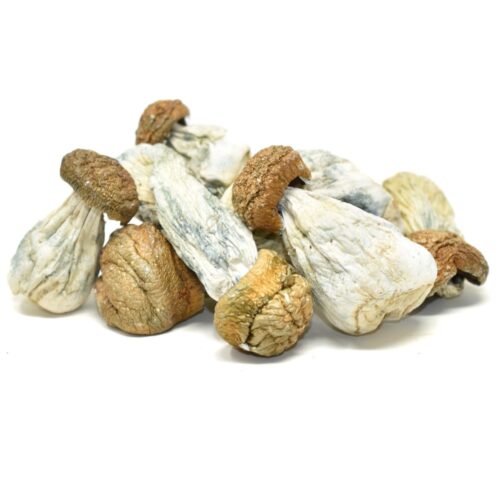 Code Blue Magic Mushrooms