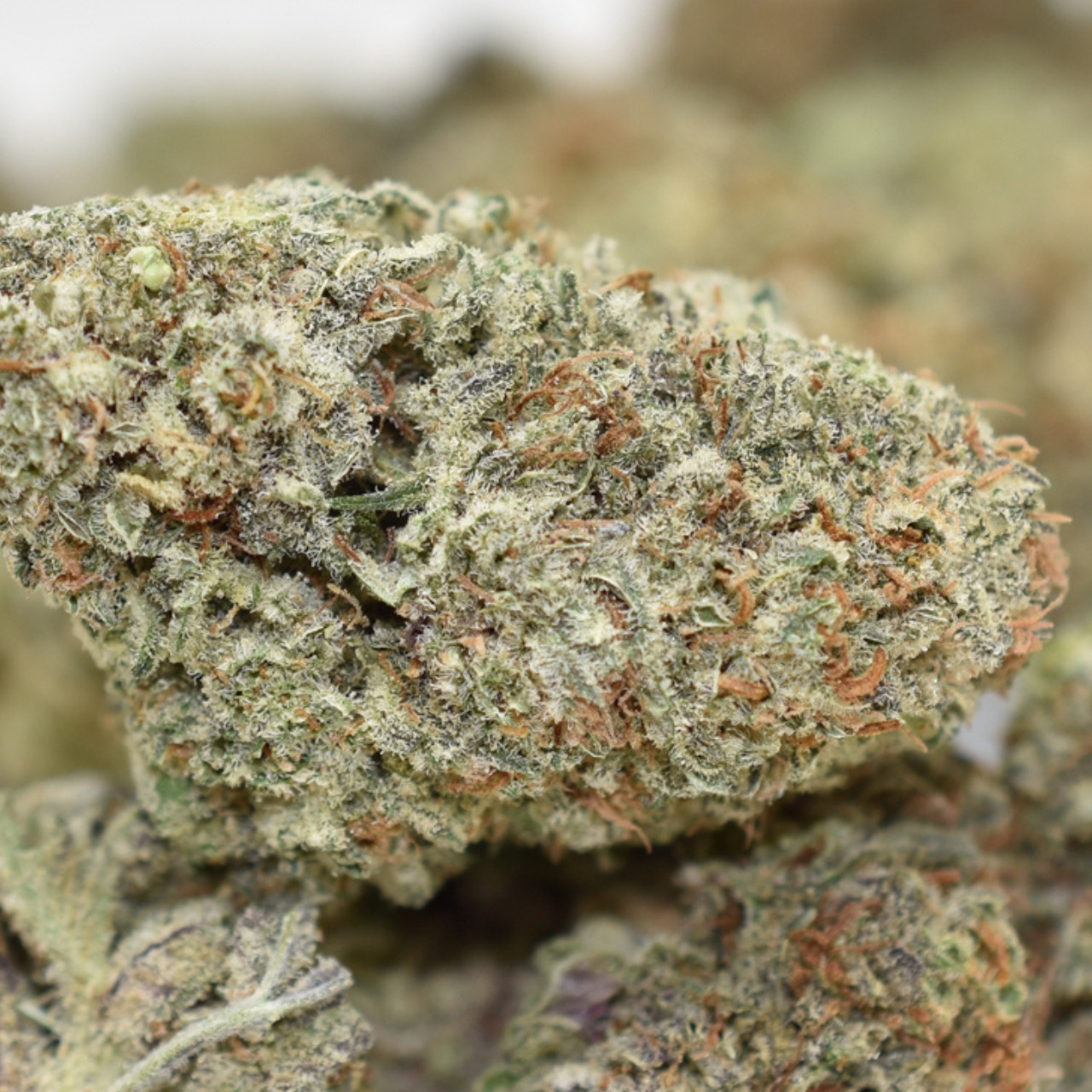 Super Lemon Haze - Image 4