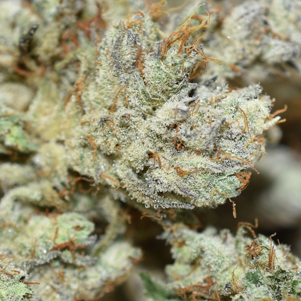 Super Lemon Haze - Image 4