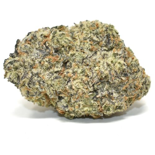 Gelato X