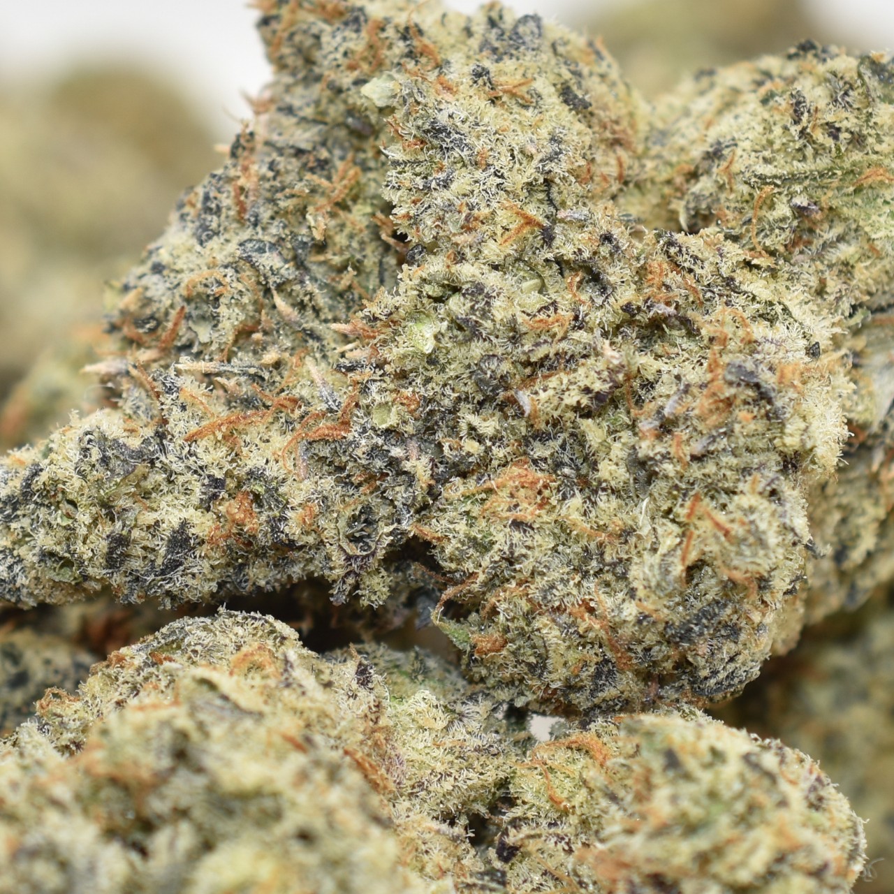 Gelato X - Image 2