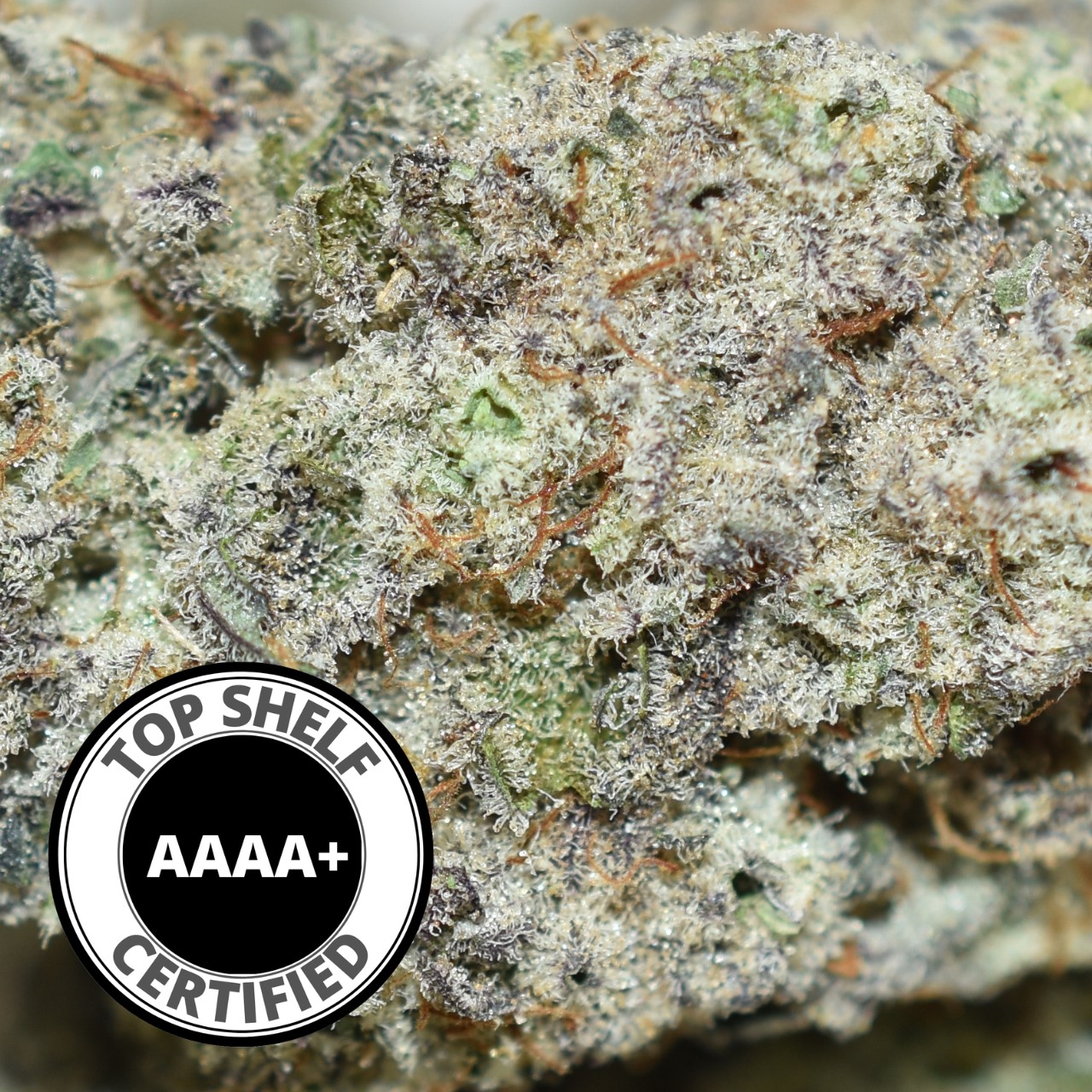 Blueberry Blaster - Image 4
