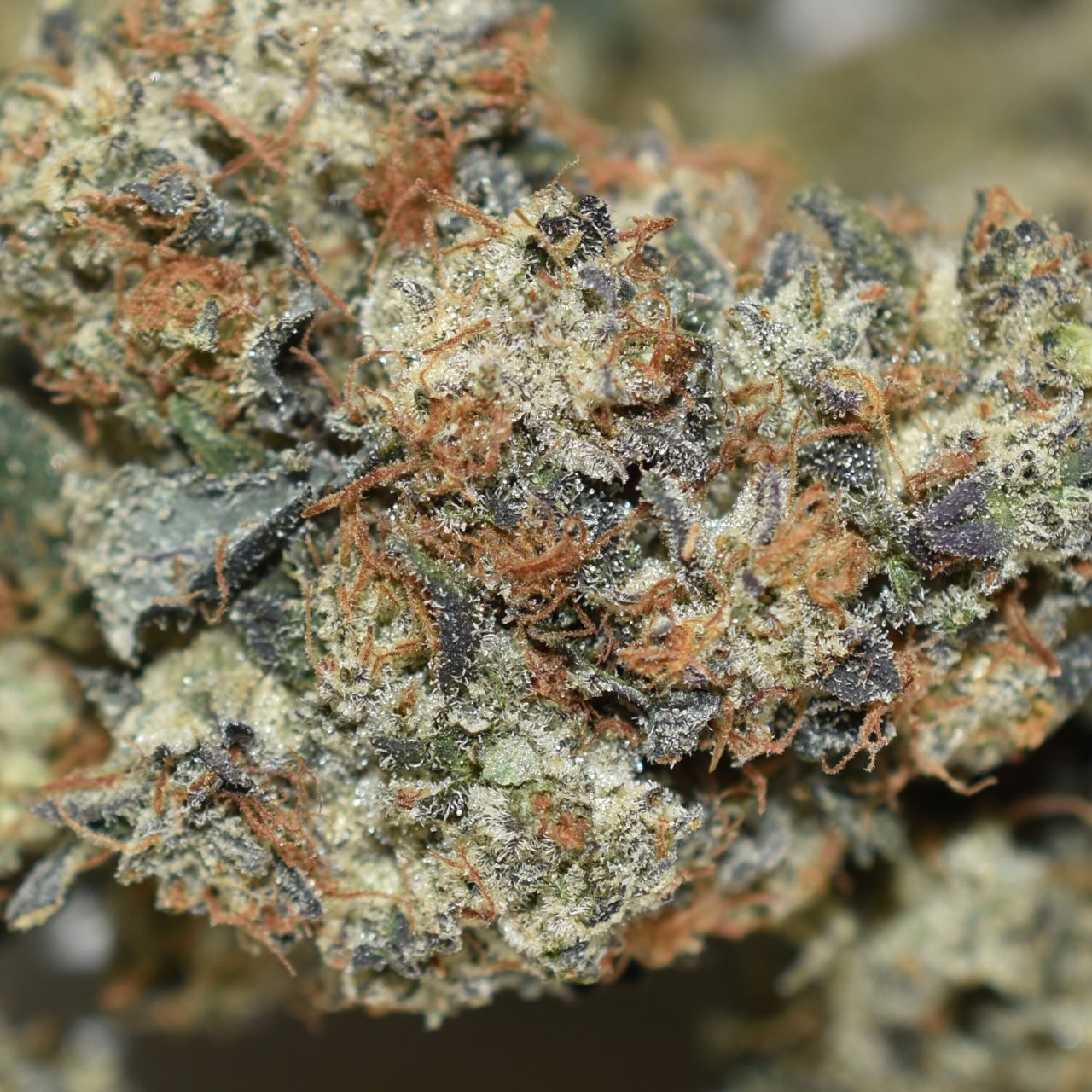Platinum Rockstar - Image 3