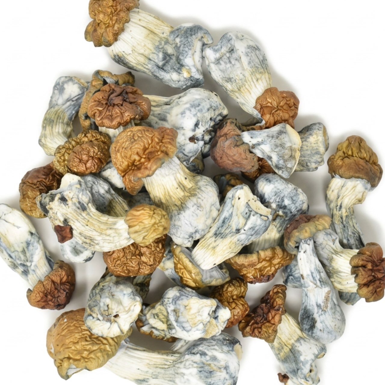 Magic Mushrooms – Blue Pulaski - Image 2
