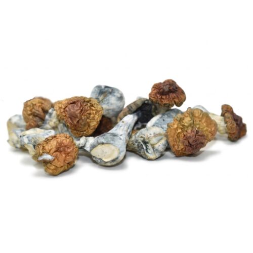 Magic Mushrooms – Blue Pulaski