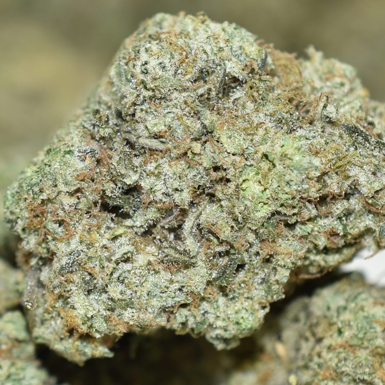 Knockout OG - Image 3