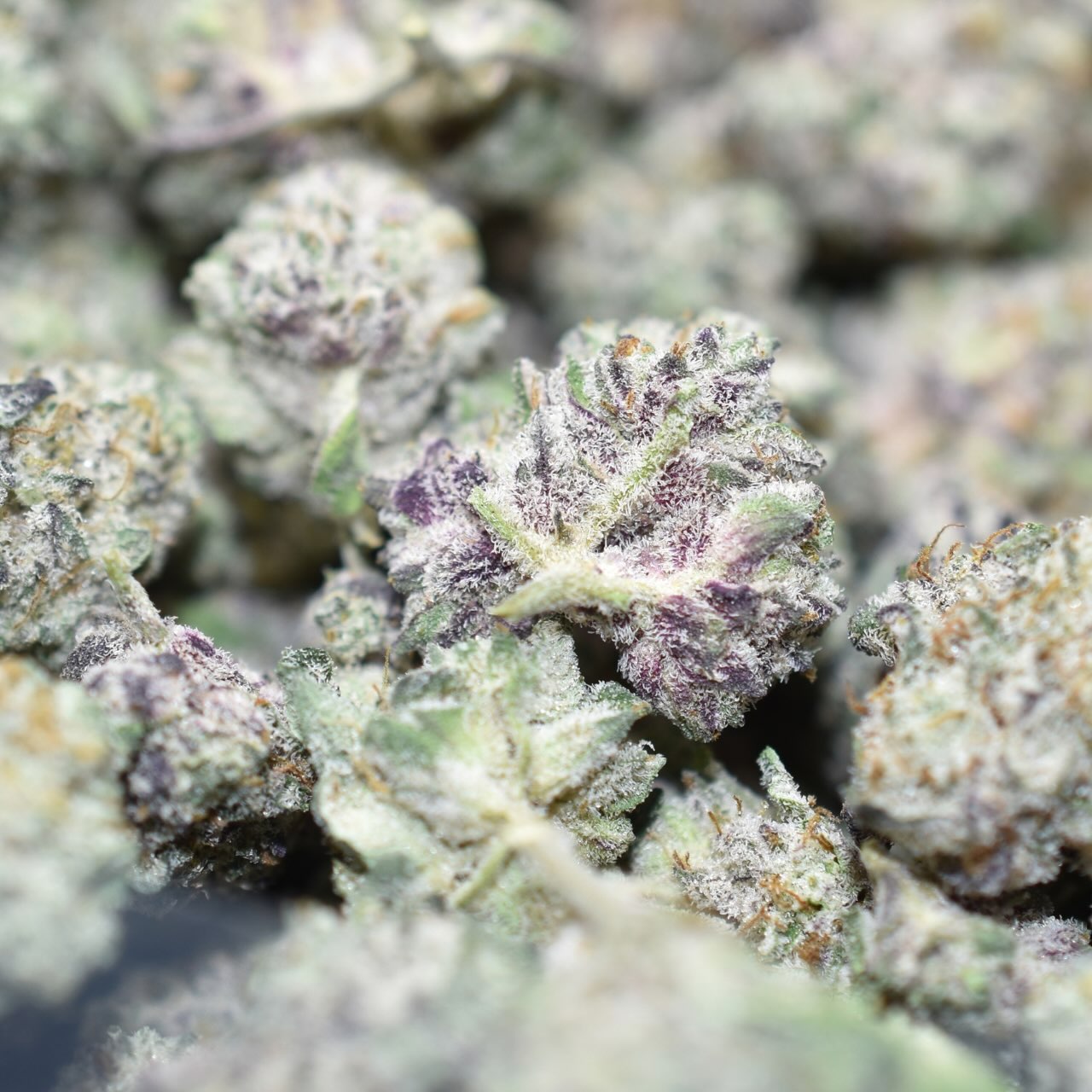 Granddaddy Purple Smalls - Image 2