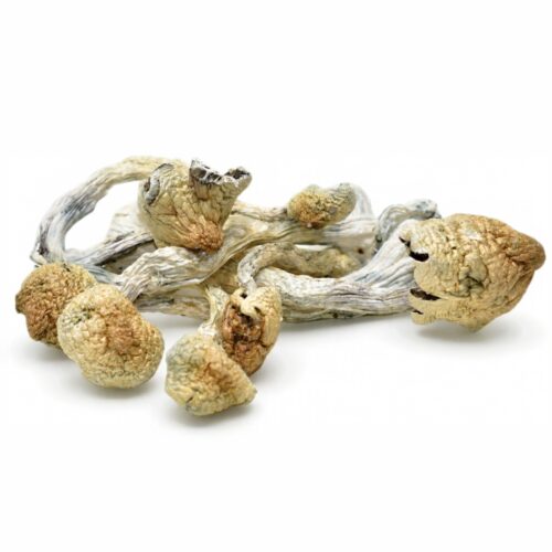 Magic Mushrooms – White Teacher